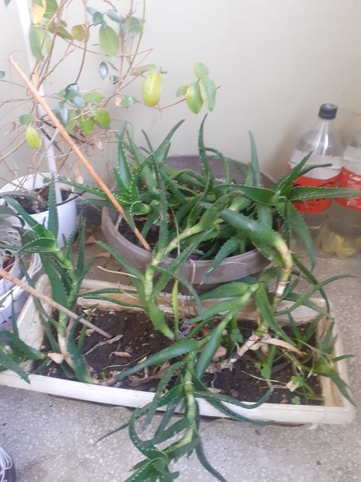 Предлагам Цвете Алое в саксия