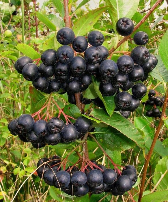 Arbuști Fructiferi (Aronia )