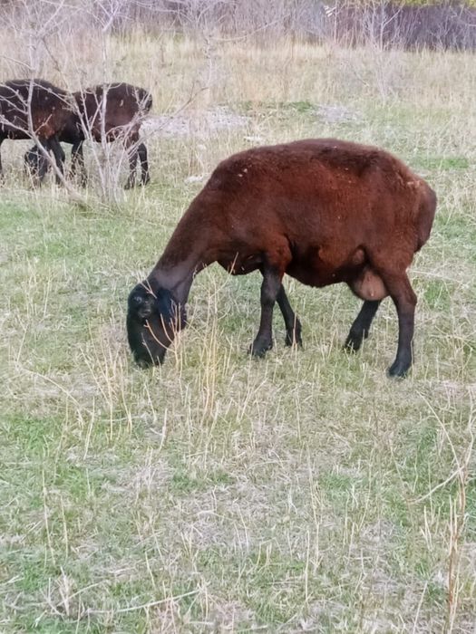 Продам баранов