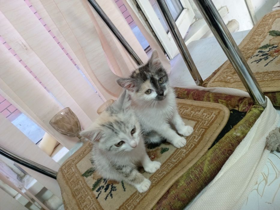 Котенок девушка красивая