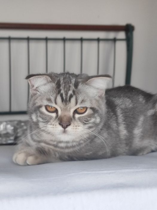 Вислоухий котенок девочка