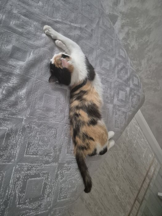 отдадим кошечку в добрые руки