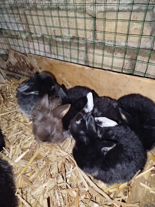 Quyonlar karlik baran