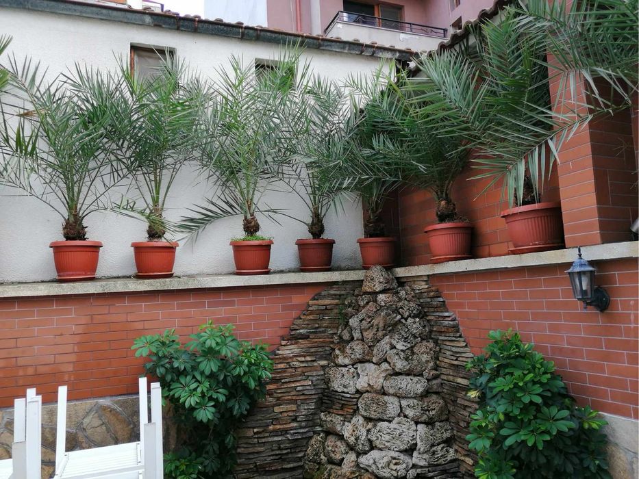 Палми в саксии, финикови - останали 6 бр.