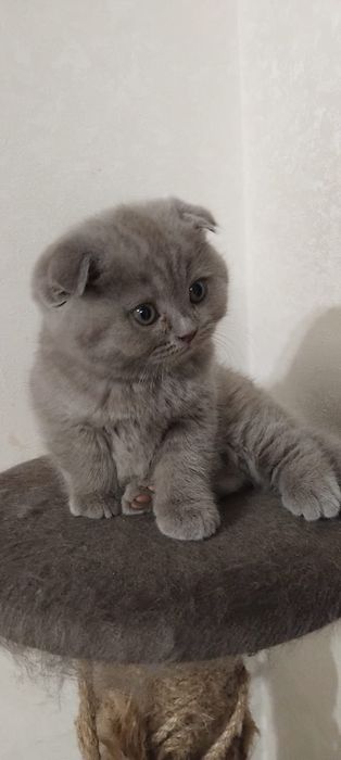 Шотландский котёнок,  вислоухий