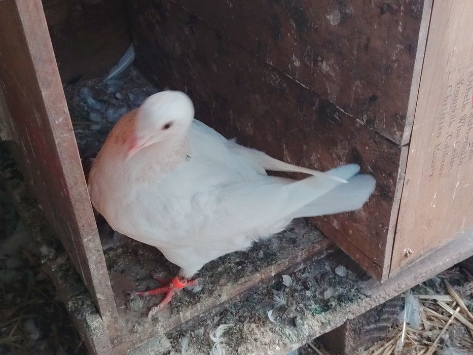 Desfiintez porumbei de rasă  pret foarte bun pentru toti