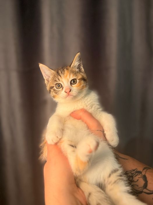 2 котёнка сибирской породы.