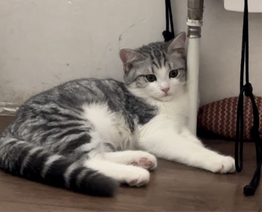 отдам милого кота в добрые руки
