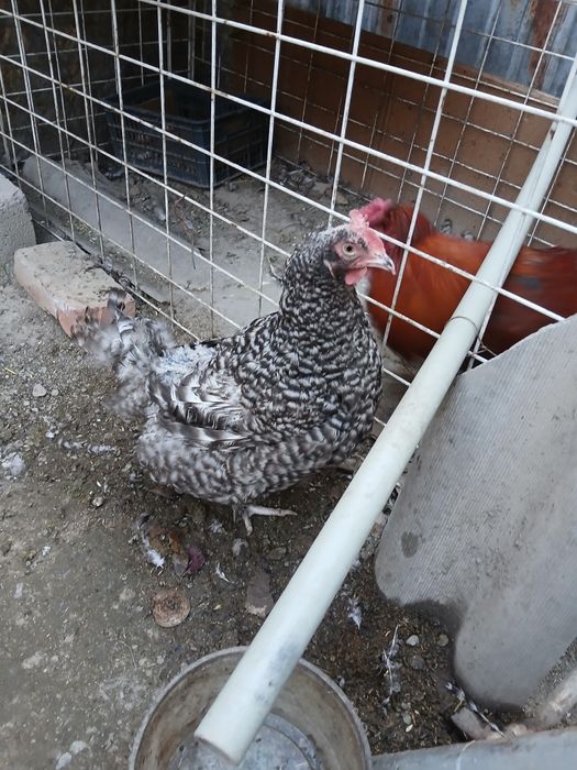 В продаже красивая парочка