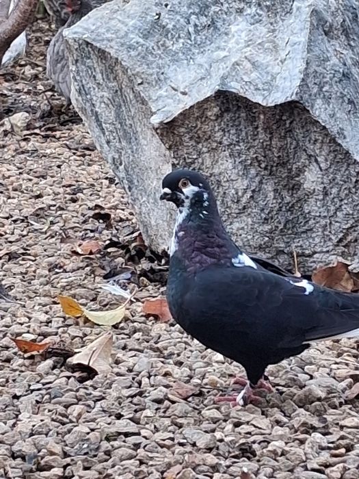 Porumbei kingosatinet