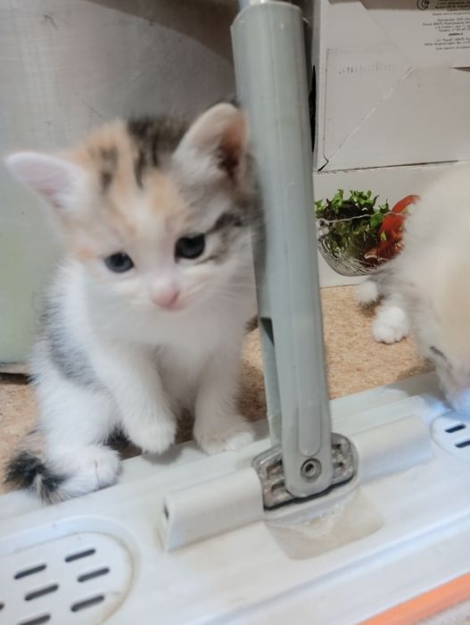 Отдам котят в добрые руки