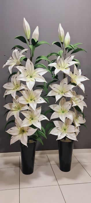 Porno katta eshaklar video