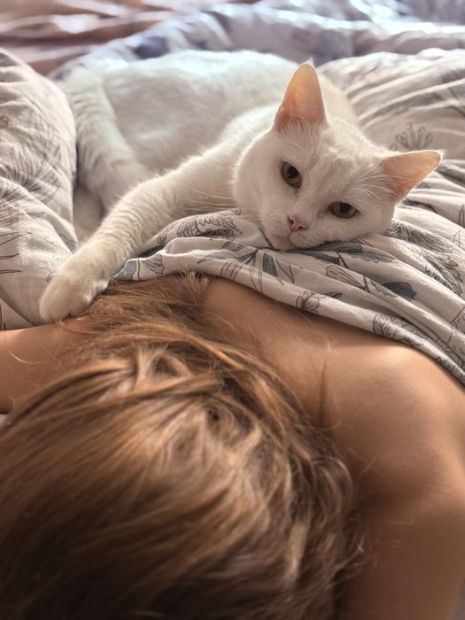 Глухой кот белый