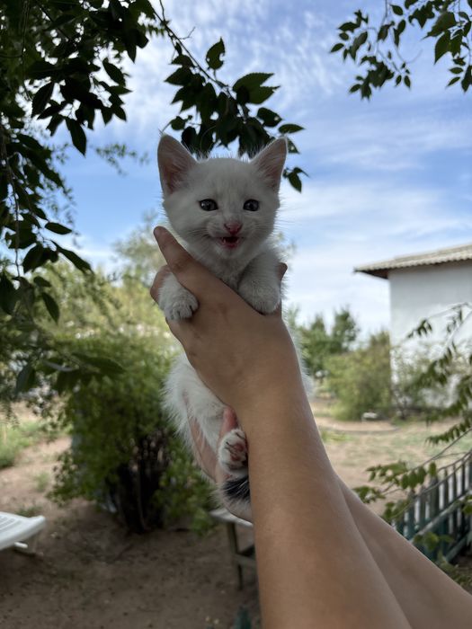 Отдам котят в добрые руки мальчики
