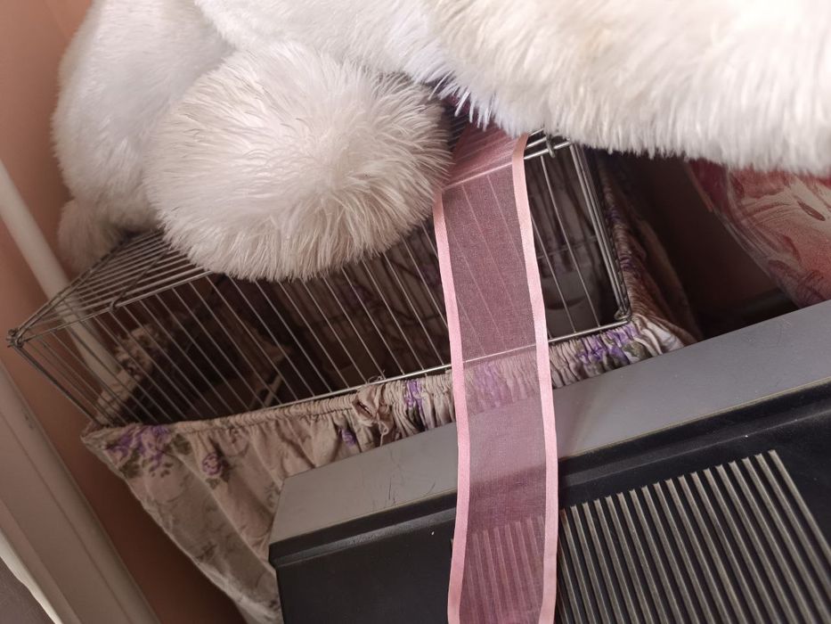 Клетка сотилади закони 2 та