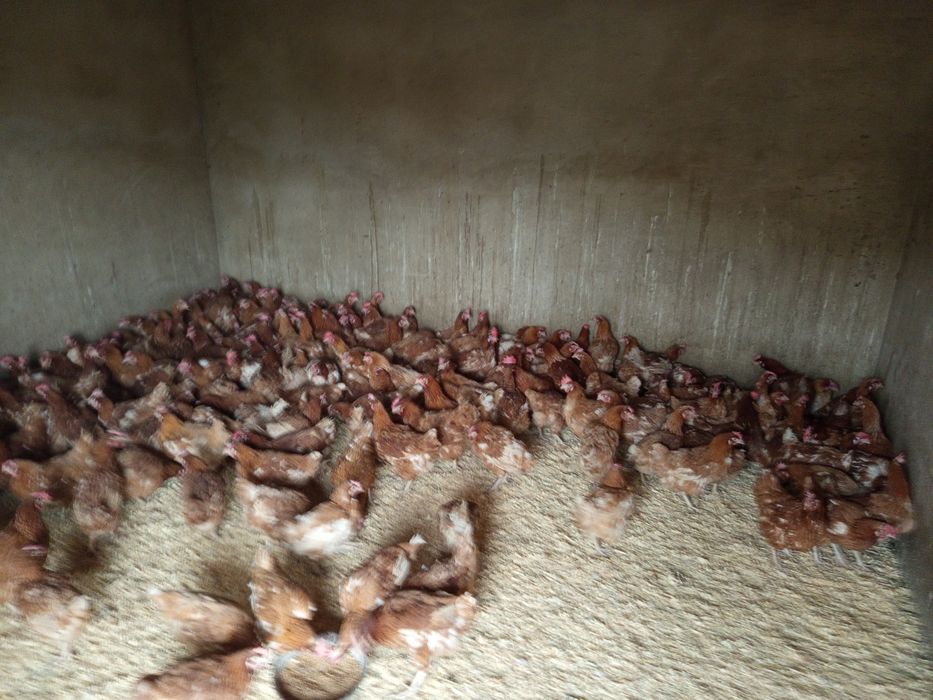 Продам курей 4500