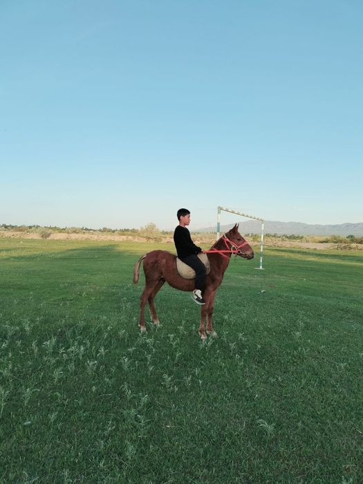 Осы екі тай сатылады