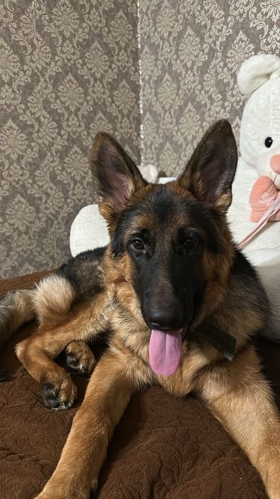 Вязка немецкая овчарка