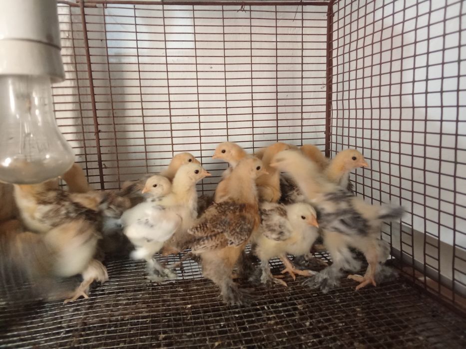 Брамы месячные суточные