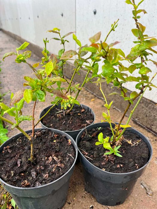 Plante de afin, plantele sunt in anul 2