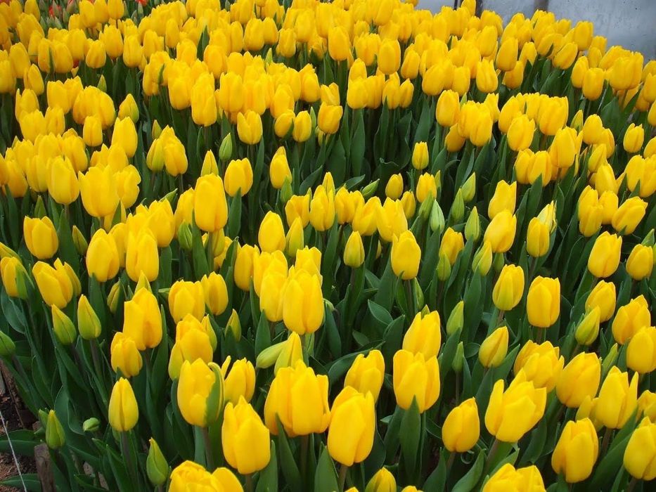 Тюльпан белорусский