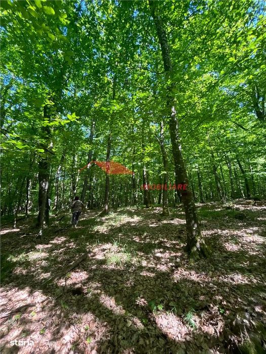 1 ha padure, Coldau