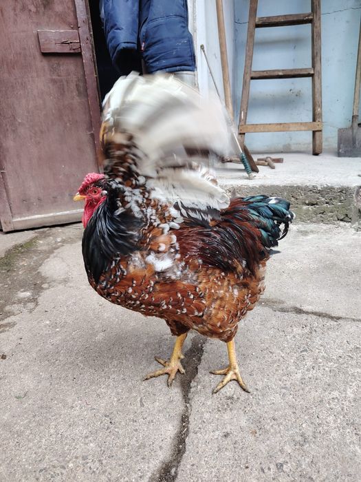 Cocoș wyandotte portelan