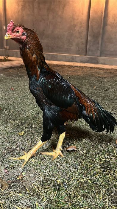 Дакан кораз 150.000