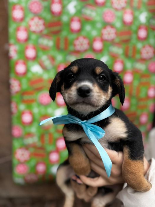 Щенки ищут свой дом