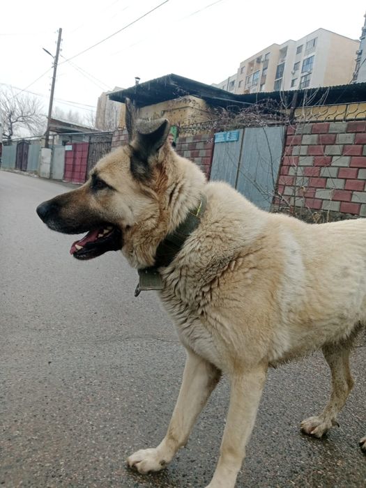 Ищим невесту для случки