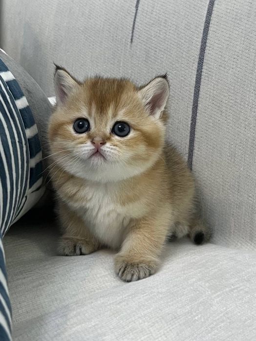 Британская золотая шиншилла девочка чистокровный котенок