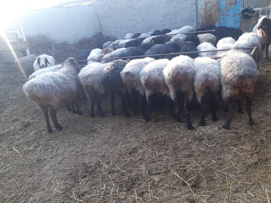 bug'oz quylar sotiladi