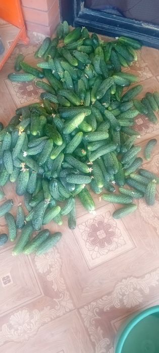 Продам домашние огурцы с грядки