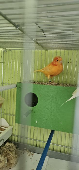 Канарче  мъжко 1бр.