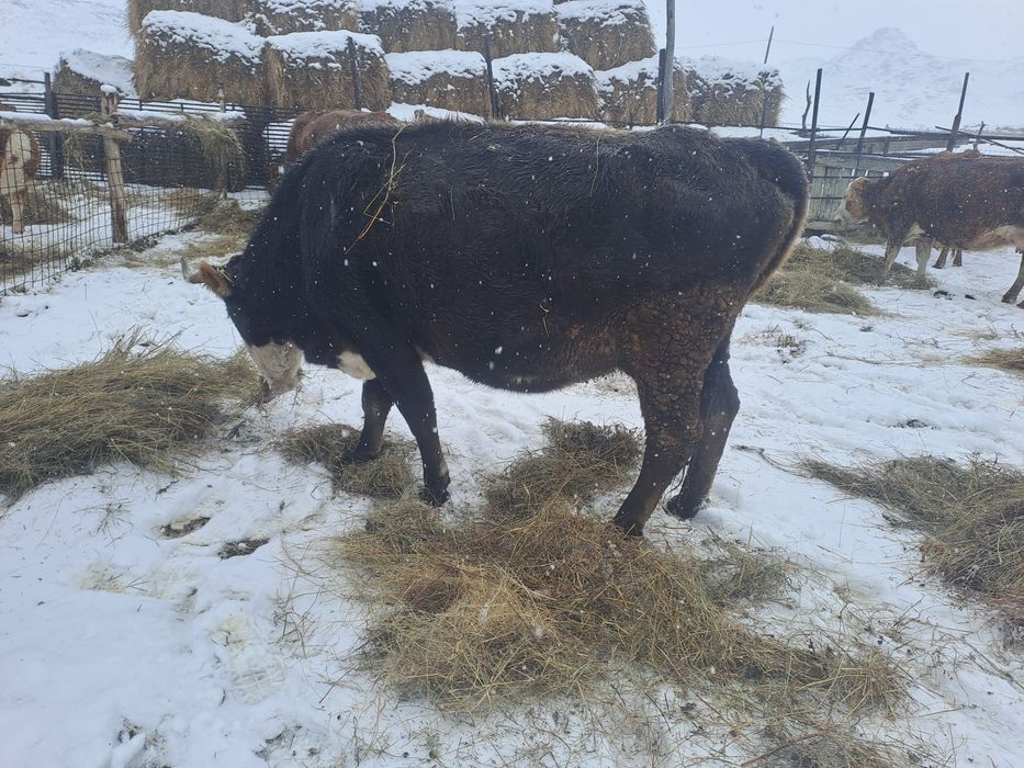 Сиырлар сатылады