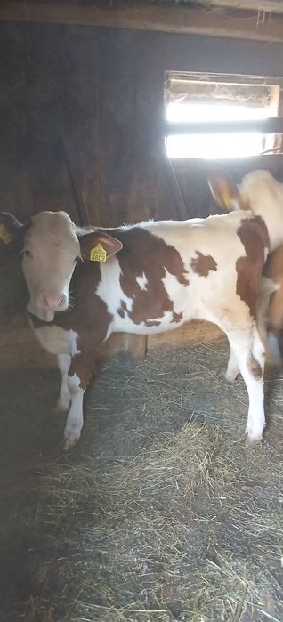 Vitele Baltata Romaneasca