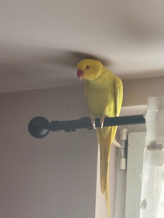 Papagal micul Alexander