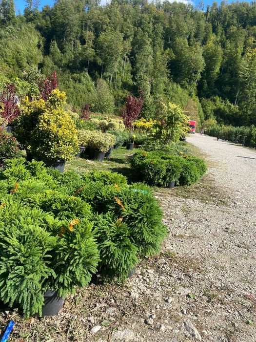 Plante Decorative pentru Curte si Terasa