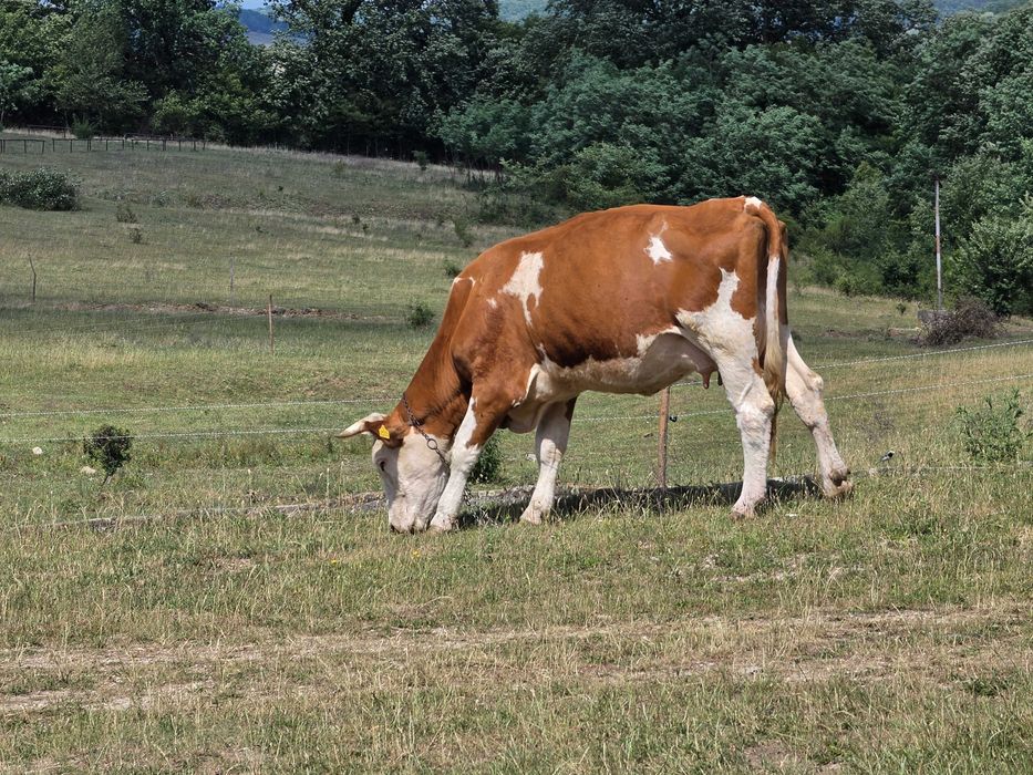 Două vaci și un taur de montă.