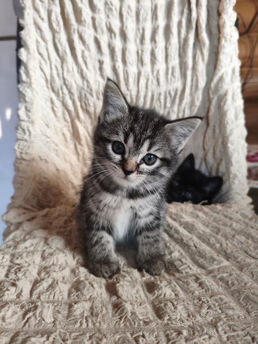 Прелестные котята