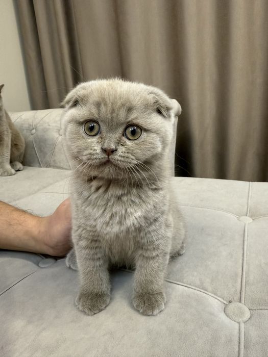 Продам котенка чистокровная Британка