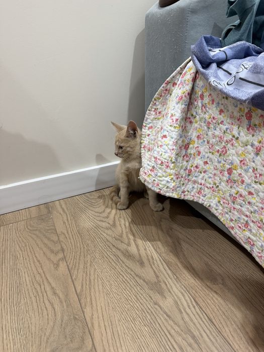 Бесплатно котенок