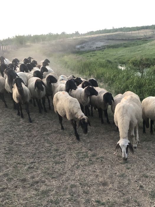 De vanzare oi carabase sarbesti