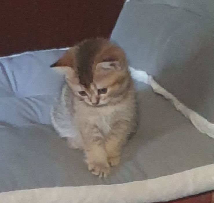 Шотландский котёнок Скоттиш страйт