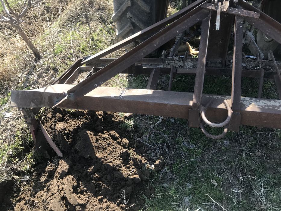 Садовый баковой арешник