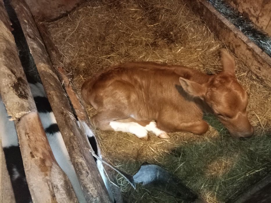 Продам телёнка .