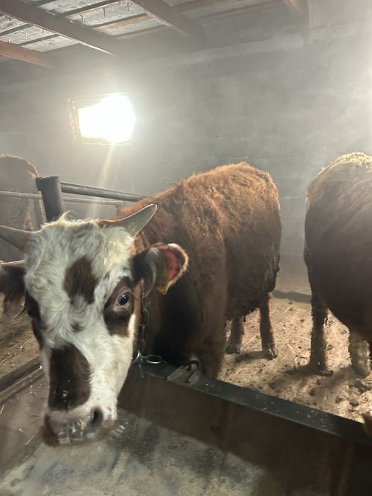 Продается бычки годовалые