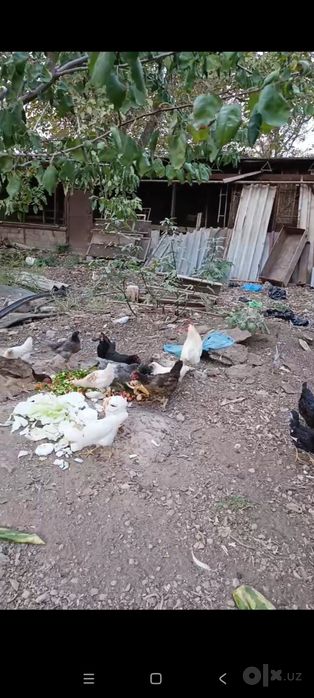 Товук ва жужалар сотилади