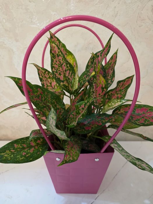 Цветы домашние аглонемы