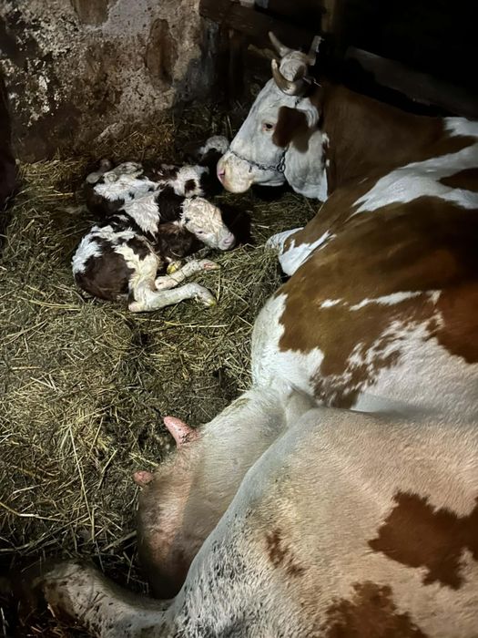 Vand vaca ,cu 2 vitei